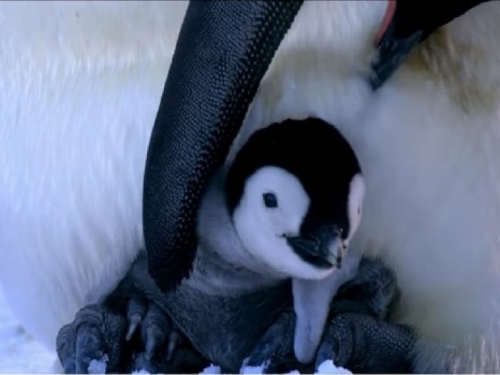 Katastrofa na Antarktici: 40 000 pingvina umrlo od gladi