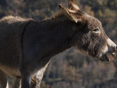 Nakon što dobiju poticaje, magarce ostavljaju da umiru na otocima