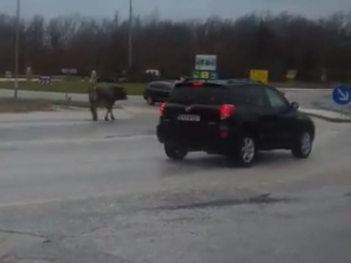 VIDEO| Kružnim tokom u Posušju prošetao bik