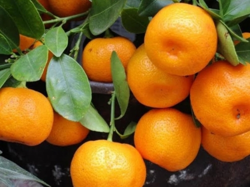 Uništene mandarine pune pesticida