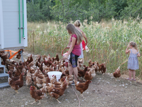 FOTO: Pokretna farma koka stigla u Ljubunce, evo gdje možete kupiti jaja