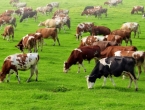 Proizvodnja mlijeka pala za skoro 20 posto, poljoprivrednici masovno gase farme