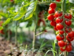 Ove biljke ne sadite pokraj rajčice, prenijet će joj bolesti i smanjiti urod