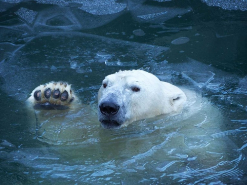 Pandemija nije ublažila klimatske promjene, stanje je sve teže