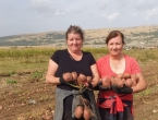 Rodili krumpiri na Duvanjskom polju