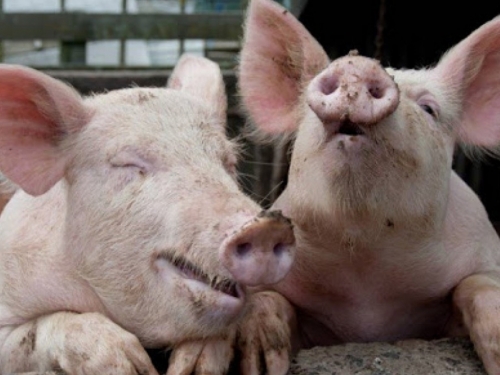 Njemačka uništava 4.000 svinja zbog zaraze