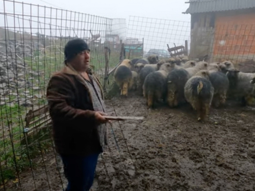 Medvjed ponovo napao Jozine ovce