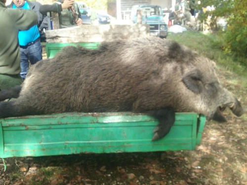 Lovci lovačke sekcije "Lug" ubili divlju svinju tešku 220 kg