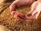 Hrvatska: Prinos pšenice 900.000 tona, a nacionalne potrebe 400.000