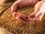 Hrvatska: Prinos pšenice 900.000 tona, a nacionalne potrebe 400.000