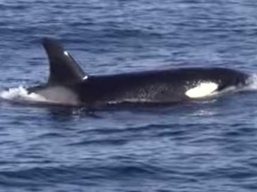 VIDEO: Kitovi ubojice iz zasjede napali jato dupina