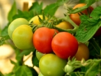 Vrtlarski savjeti: Uzgoj sadnica rajčice u plastičnim vrećama