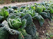 Prvi mrazevi: Kako zaštiti povrće?