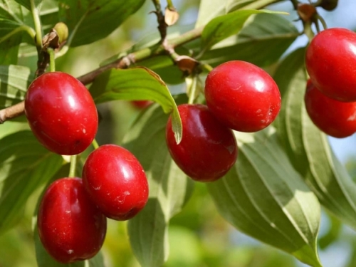 Zbog čega su plodovi drijena tako ljekoviti?