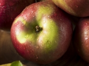 Znate li koja je najstarija sorta jabuke, uzgaja se i danas