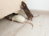 Miševi ne podnose miris ove biljke: Stavite je u svoj dom i više se nikada neće vraćati