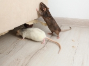 Miševi ne podnose miris ove biljke: Stavite je u svoj dom i više se nikada neće vraćati