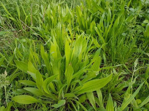 Bokvica - biljka koja liječi sve, raste svuda oko nas