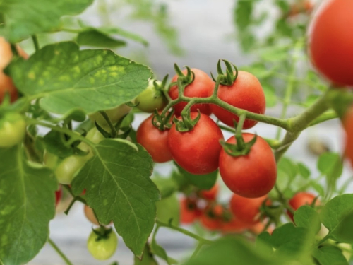Ne trebaju vam skupa gnojiva: Par kapi ovog rastvora i vaše rajčice će rasti kao lude