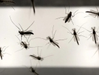 U Hrvatskoj je danas pušteno 50.000 uvezenih komaraca