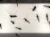 U Hrvatskoj je danas pušteno 50.000 uvezenih komaraca