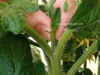 Zakidanje zaperaka i vezivanje paradajza
