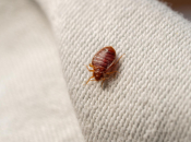 Zašto stjenice obožavaju madrace i kako ih se napokon riješiti