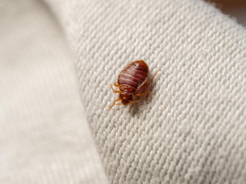 Zašto stjenice obožavaju madrace i kako ih se napokon riješiti