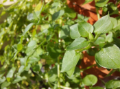 Mišjakinja: Samonikla biljka puna željeza i vitamina raste u jesen i zimu