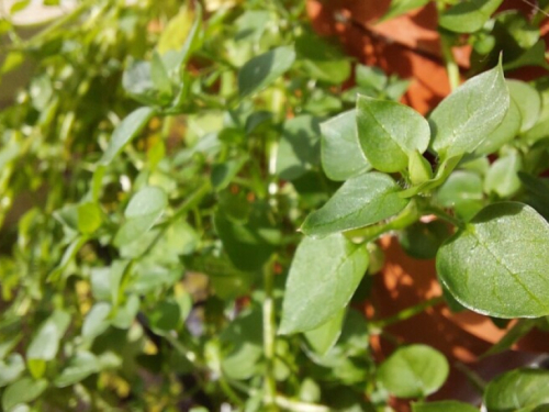 Mišjakinja: Samonikla biljka puna željeza i vitamina raste u jesen i zimu