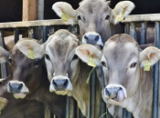 Tomislavgrad uvjerljivi lider: Objavljeni podaci o proizvodnji mlijeka u HBŽ-u