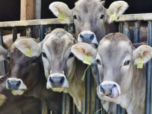 Tomislavgrad uvjerljivi lider: Objavljeni podaci o proizvodnji mlijeka u HBŽ-u