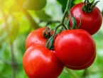 Najbolje domaće gnojivo za vaše rajčice je otpad