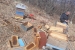 Medvjed na Paljikama uništio 14 košnica