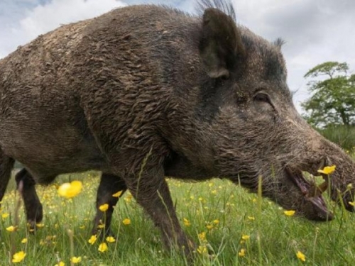 Afrička svinjska kuga se širi Europom, hrvatske vlasti naredile izlov divljih svinja
