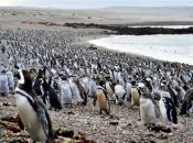 Oko milijun pingvina izašlo na obalu Argentine