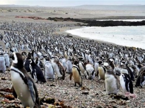 Oko milijun pingvina izašlo na obalu Argentine