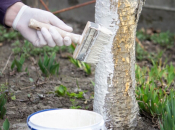 5 zanimljivosti o krečenju stabala, staroj praksi koja je i danas korisna