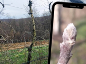 Rezidba jabuke bez greške: Vitko vreteno kao najbolji uzgojni oblik