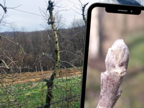 Rezidba jabuke bez greške: Vitko vreteno kao najbolji uzgojni oblik