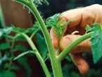 Zalamanje zaperaka kod rajčice – Za veći prinos i bolji kvalitet plodova