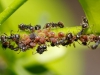 Znanstvenici izračunali broj mrava na Zemlji