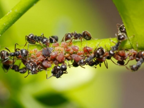 Znanstvenici izračunali broj mrava na Zemlji