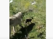 Video: Neobičan susret psa i laneta