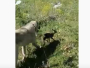 Video: Neobičan susret psa i laneta