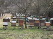 Prosinac u pčelinjaku: Što napraviti tijekom zimskog razdoblja?