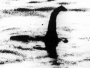 Konačno razriješena tajna čudovišta iz Loch Nessa?