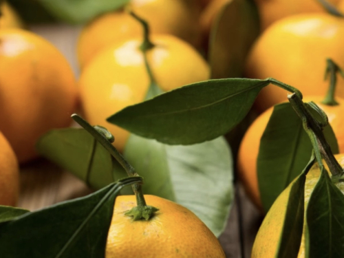 Tone mandarina propadaju u dolini Neretve