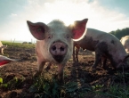 Nijemci će uzgajati svinje za transplantacije srca
