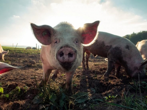 Nijemci će uzgajati svinje za transplantacije srca